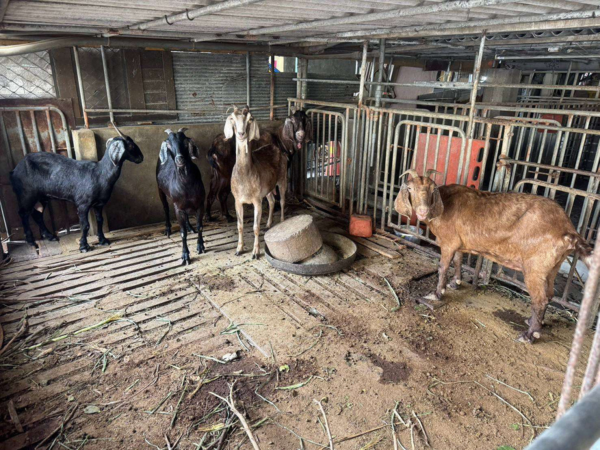 衛福部食藥署辦理115年度「食品中戴奧辛抽驗專案」，並聯合環境部、農業部及地方政府，針對肉品、蛋品及乳品中的戴奧辛及多氯聯苯含量進行監測後發現，雲林縣1具羊屠體檢驗不合格，立即啟動調查。 圖：雲林縣政府／提供
