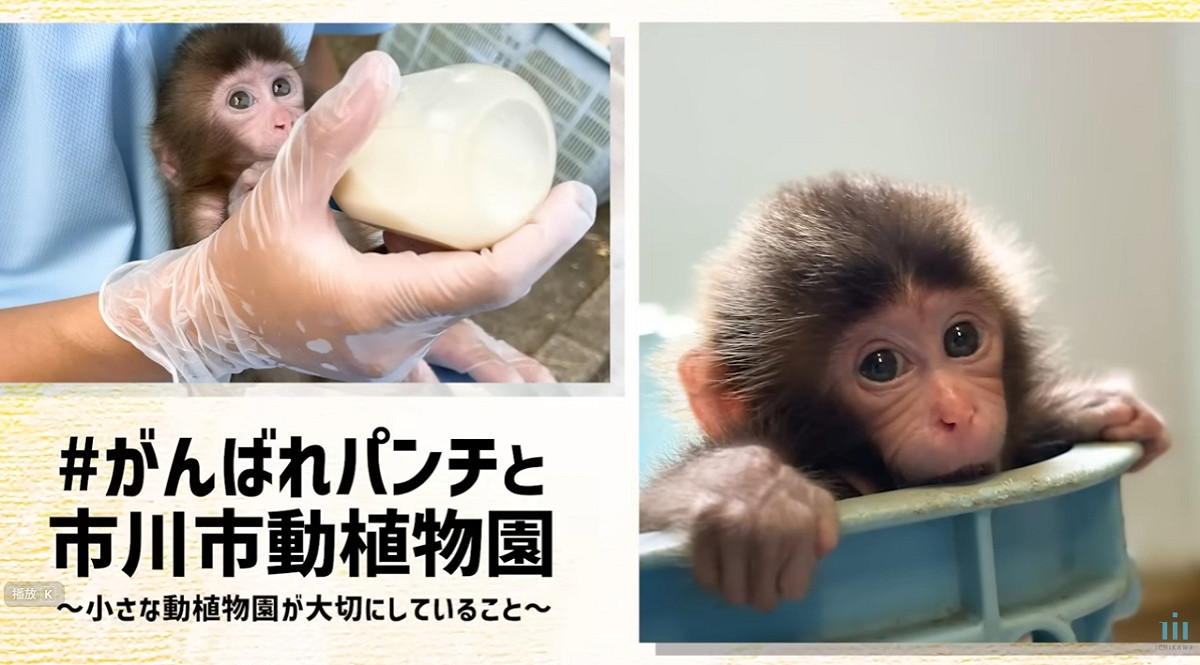Panchi出生不久後便遭到母猴棄養，成長過程主要仰賴飼育員人工撫養。 圖/截取自市川市動植物園官方YT