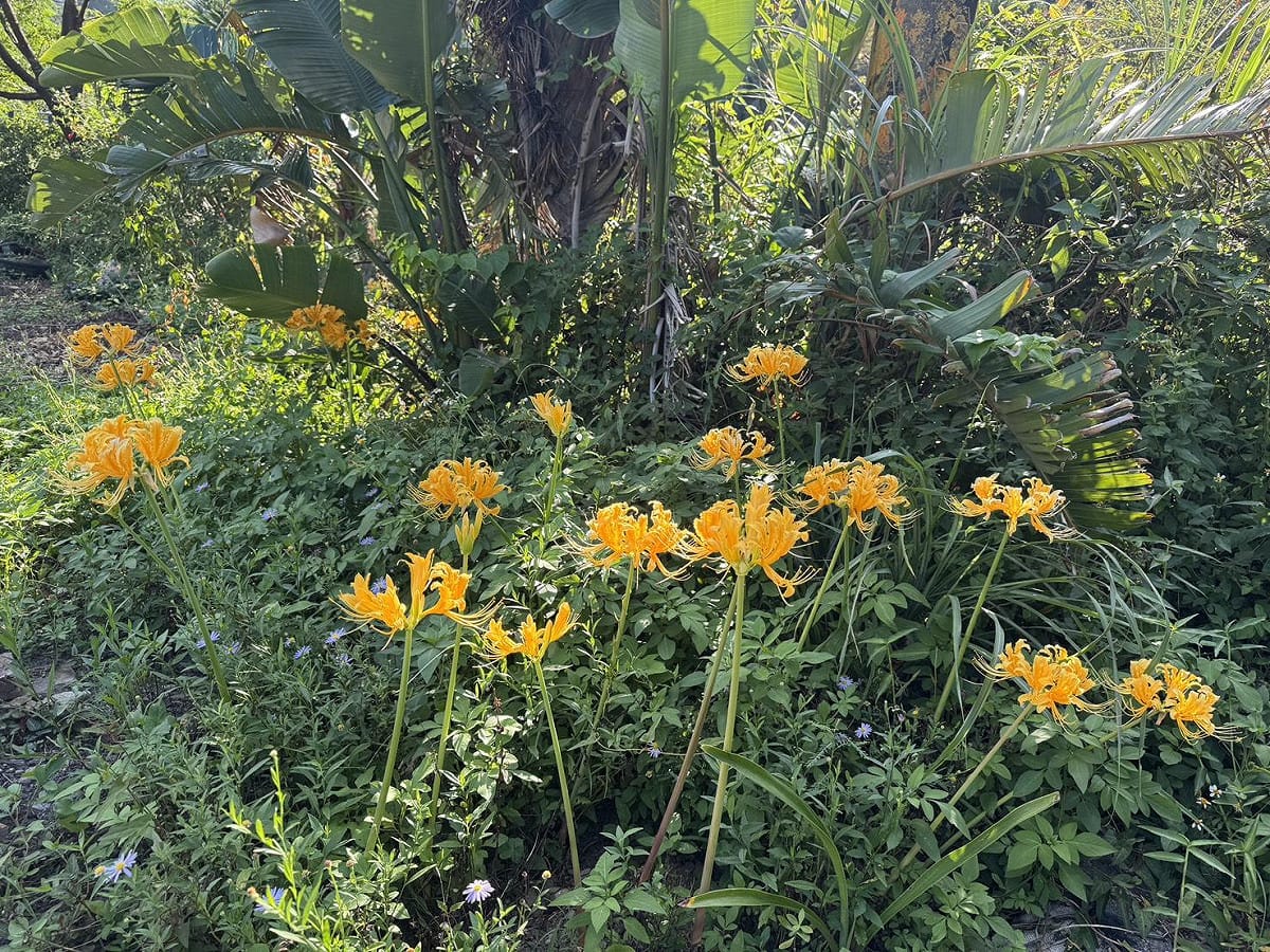 瑞芳三安社區金花石蒜復育。 圖：新北市農業局／提供