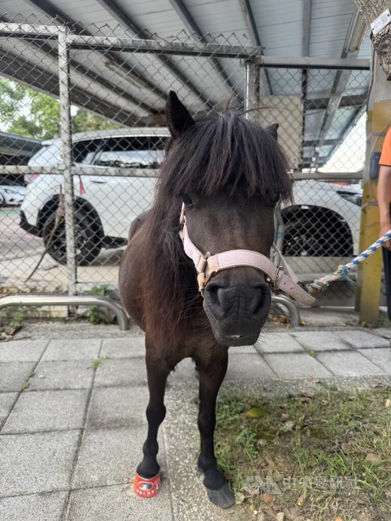 台北市北投區某處農場放養的黑色迷你馬，27日第3次脫逃走在馬路上，台北市動保處將裁罰飼主最高罰鍰新台幣1.5萬元，並接受動保講習4小時。（翻攝照片）中央社記者黃麗芸傳真　115年7月27日