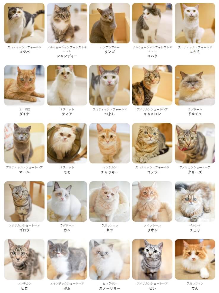 熊本AEON商場內貓咪咖啡廳Cat Cafe MOFF表示，店內25隻貓咪全數獲救。 圖：取自Cat Cafe MOFF網頁moff-moff.jp