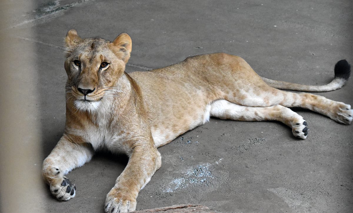 位於東京都日野市的多摩動物公園（Tama Zoological Park）近日有 3 隻母獅在一週內接連死亡，園方初步研判與高溫引發的熱緊迫（heat stress）有關。(示意圖) 圖：翻攝自 多摩動物公園 網站