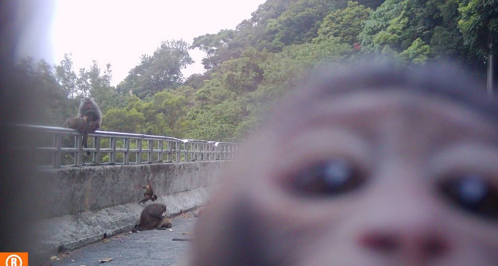 野生獼猴「精準運鏡」拍下民眾違規餵食，陽明山國家公園管理處將開罰。 圖：翻攝陽明山國家公園﻿臉書