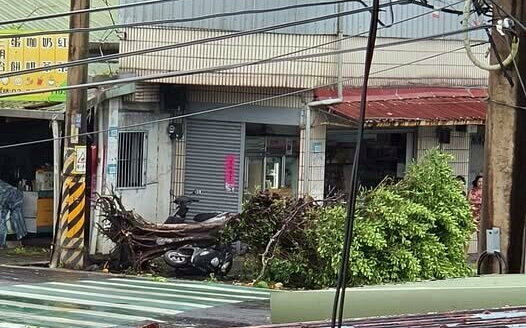 白海豚颱風來襲「淡水疑出現龍捲風」！榕樹連根拔起驚悚畫面曝