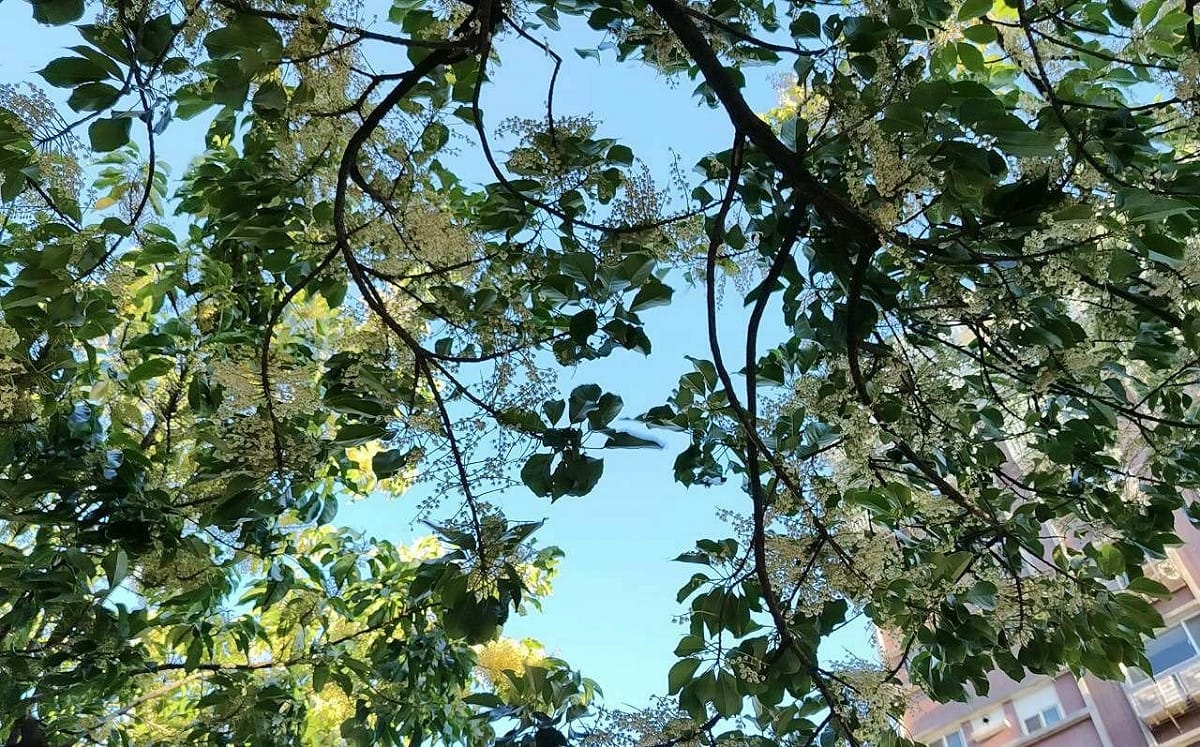 立秋限定美景！台北70株錫蘭橄欖盛開 花瓣鋪地美如雪毯