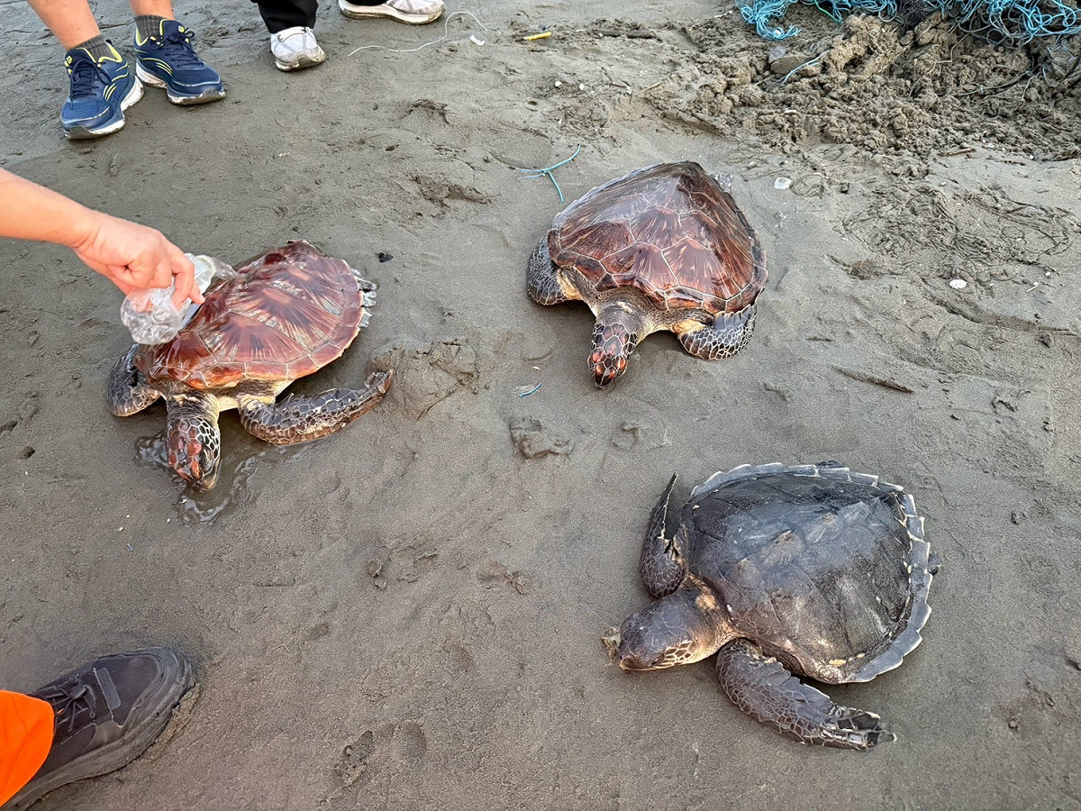 海龜順利脫困畫面。 圖：海巡署／提供