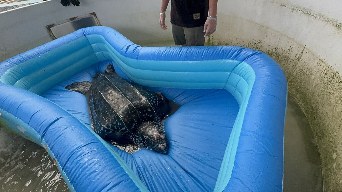 救援團隊將革龜送往海生館救傷中心進行檢傷及醫療。 圖：海保署／提供