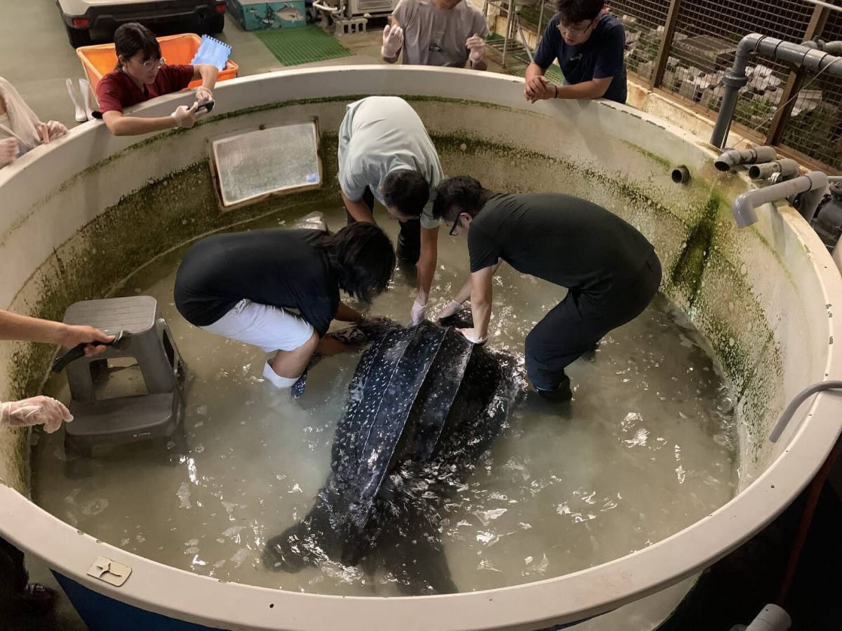 革龜於海生館接受收容照護與治療。 圖：海保署／提供