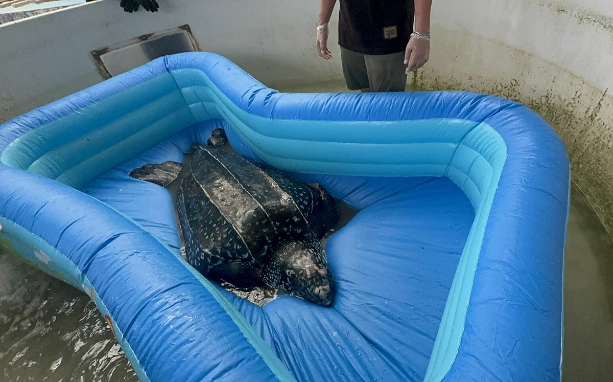 高雄外海捕獲台灣罕見革龜！海保署首度救援後重返大海