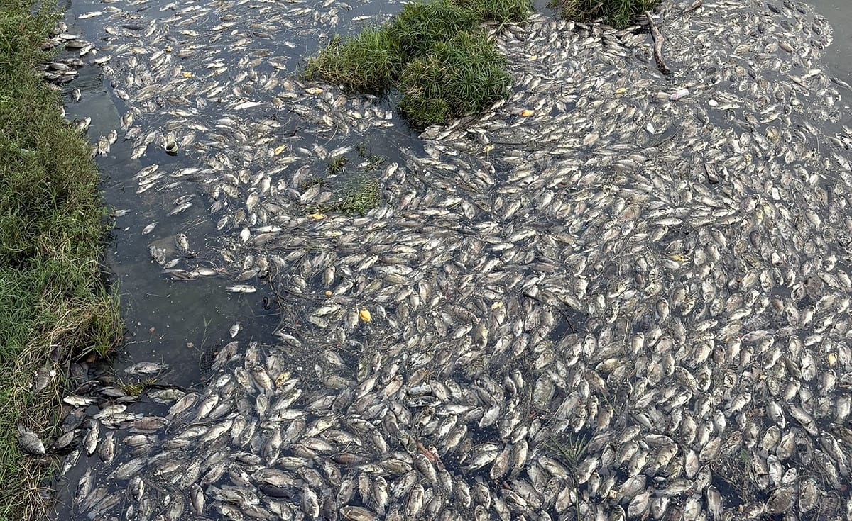 後勁溪又浮現大量魚屍，空氣中瀰漫陣陣惡臭。 圖：薛兆基競辦／提供