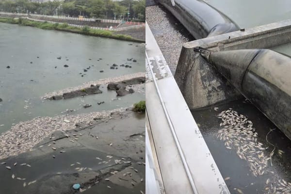 高雄後勁溪又出現魚群死亡，環保局對5餐飲業開罰。 圖：翻攝自高雄市議員候選人薛兆基臉書