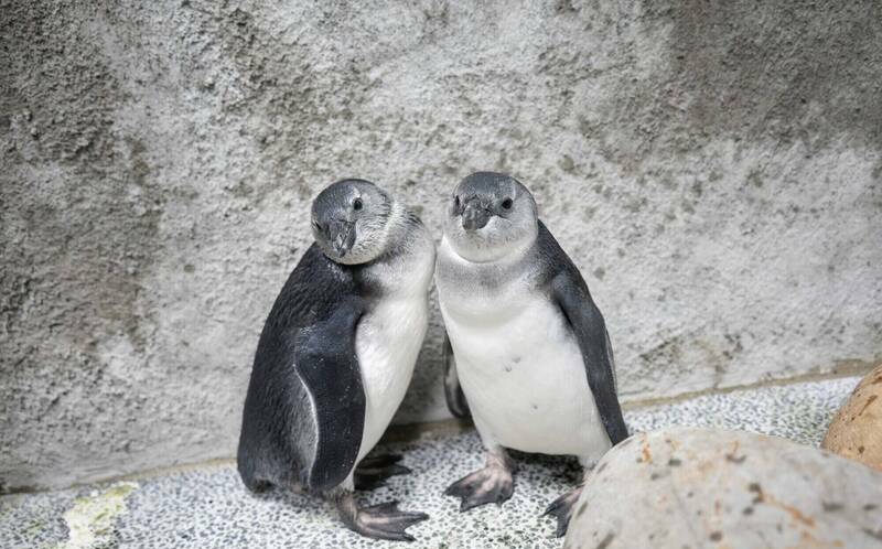 萌度爆表！台北動物園企鵝三寶亮相 兄弟檔黏踢踢、老大游泳特訓中