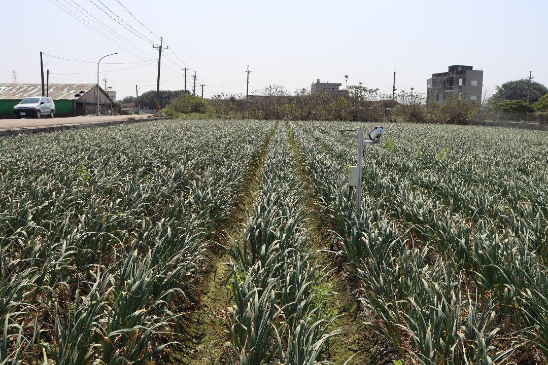 國內大蒜主要產地為雲林縣、彰化縣與台南市。其中雲林縣生產量佔全國總產量 95% 左右。國產蒜頭品質優良，蒜香辛辣味濃，適合國人口味，向為國人所喜好偏愛，為進口蒜頭所不及。 圖：翻攝自農業部農業知識入口網