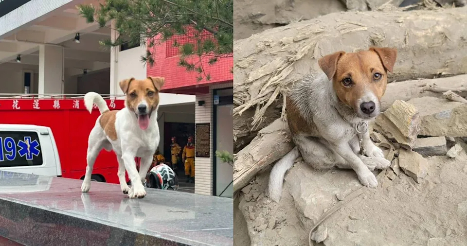 花蓮縣消防局搜救犬Wilson傳遭虐死，花蓮縣政府聲明「虐狗指控並非事實」。 圖：翻攝自臉書花蓮搜救犬隊～ｗｈｆ犬客