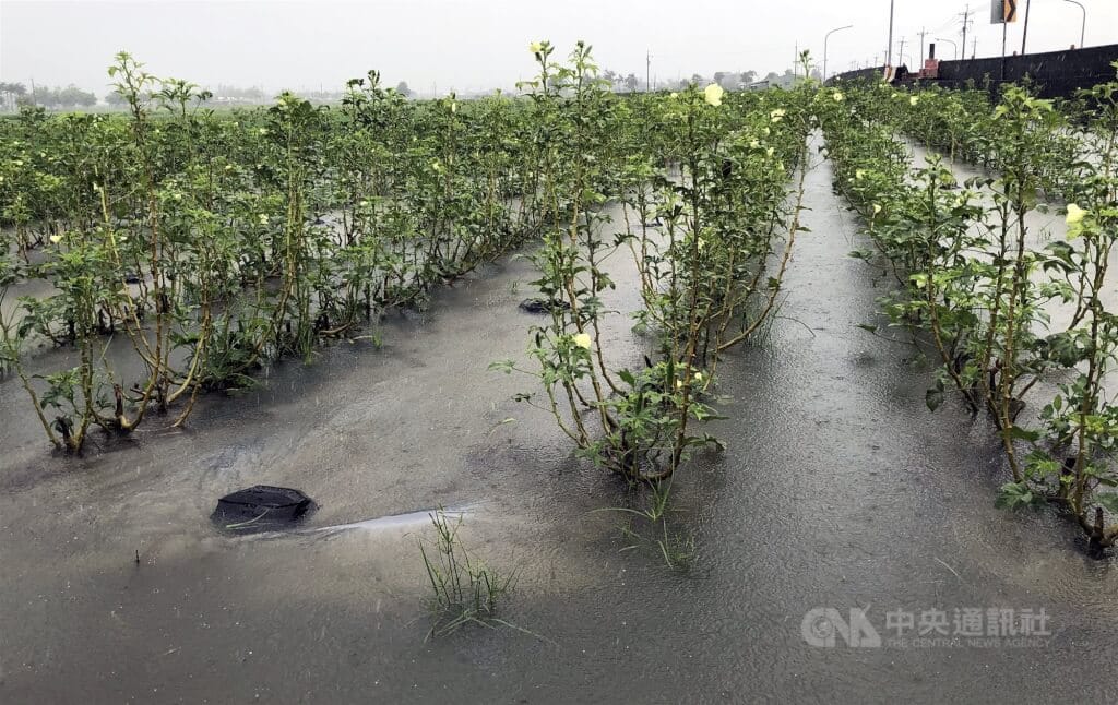 受低壓帶及西南風影響，嘉義縣近日持續短延時強降雨，造成嘉義縣部分地區一度出現積水情形。圖為農地淹水情況。中央社記者黃國芳攝　115年8月24日