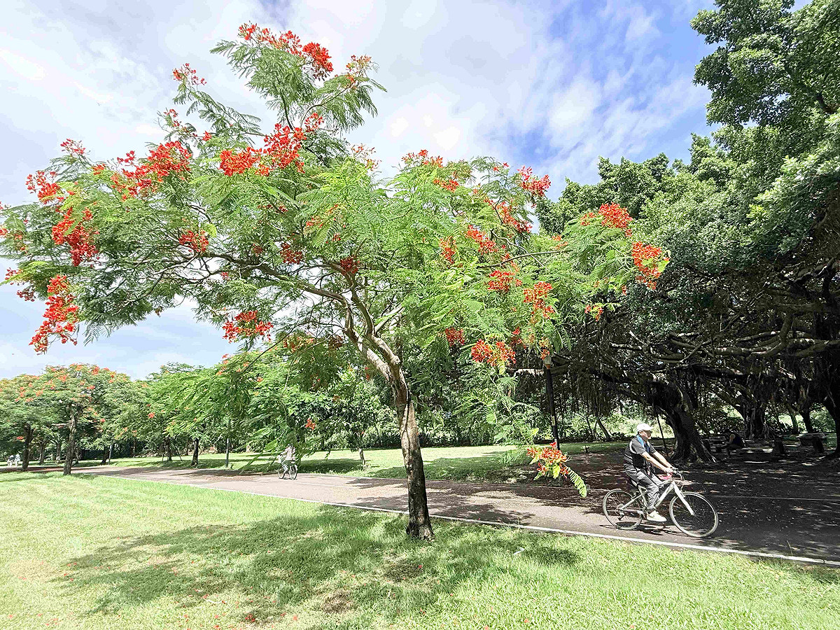 夏末初秋，大漢溪右岸新海橋至大漢橋間的鳳凰木正值盛開。 圖：新北市政府高灘地工程管理處／提供