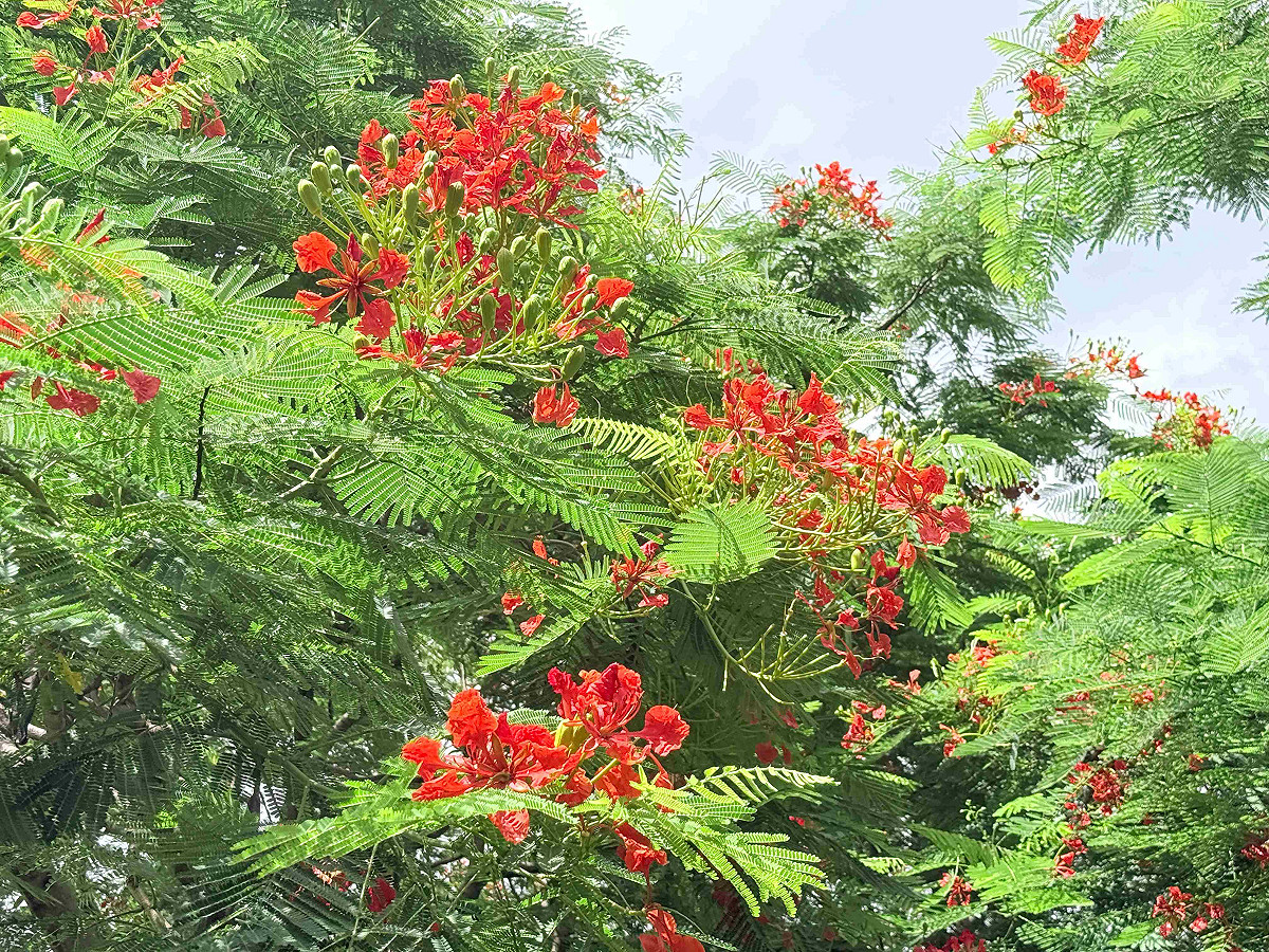 鳳凰木正常花期多集中於夏季5至7月，部分植株受當年天候、日照等環境條件影響，花期可延續至8、9月。 圖：新北市政府高灘地工程管理處／提供