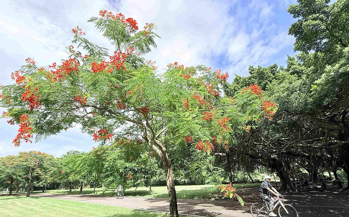 夏末限定美景！新北大漢溪畔鳳凰木盛開 紅花沿河岸綻放成花海
