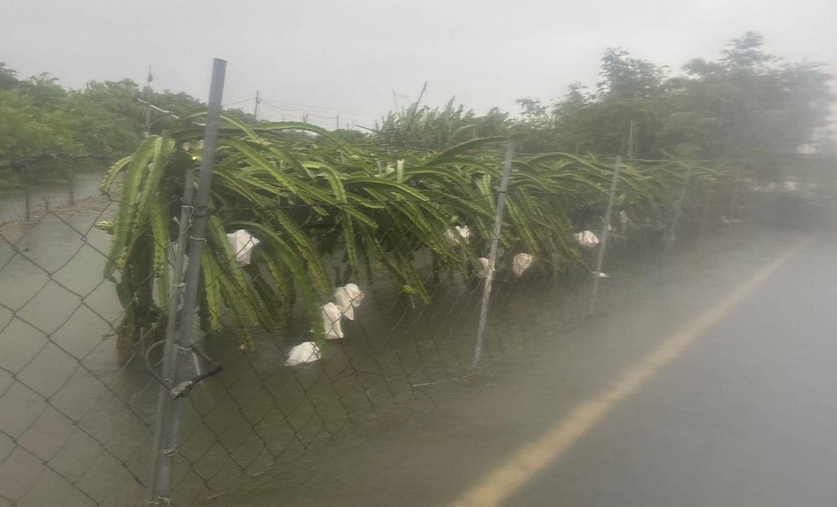 屏東縣受到0822豪雨重創，農損申請補助「從速、從簡、從寬」辦理。 圖：屏東縣政府／提供