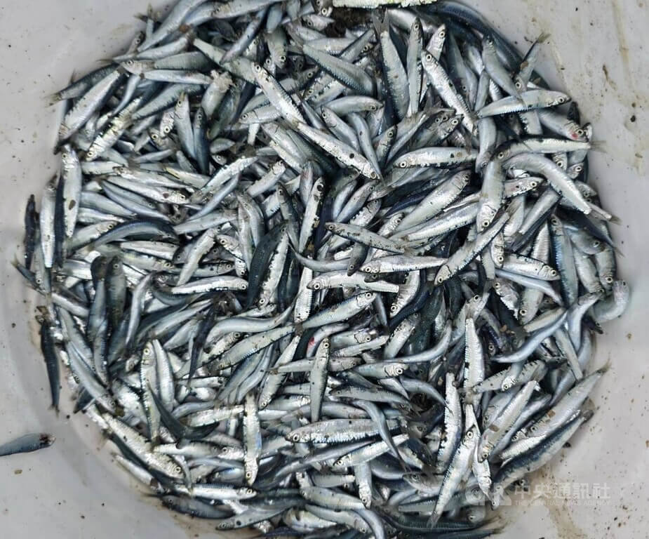 澎湖五德沿岸海域一處石滬，26日海水退潮時，出現有大量的小扁鰛魚受困擱淺在滬內礁岩，吸引民眾前往撿拾，大有斬獲。中央社  115年8月27日