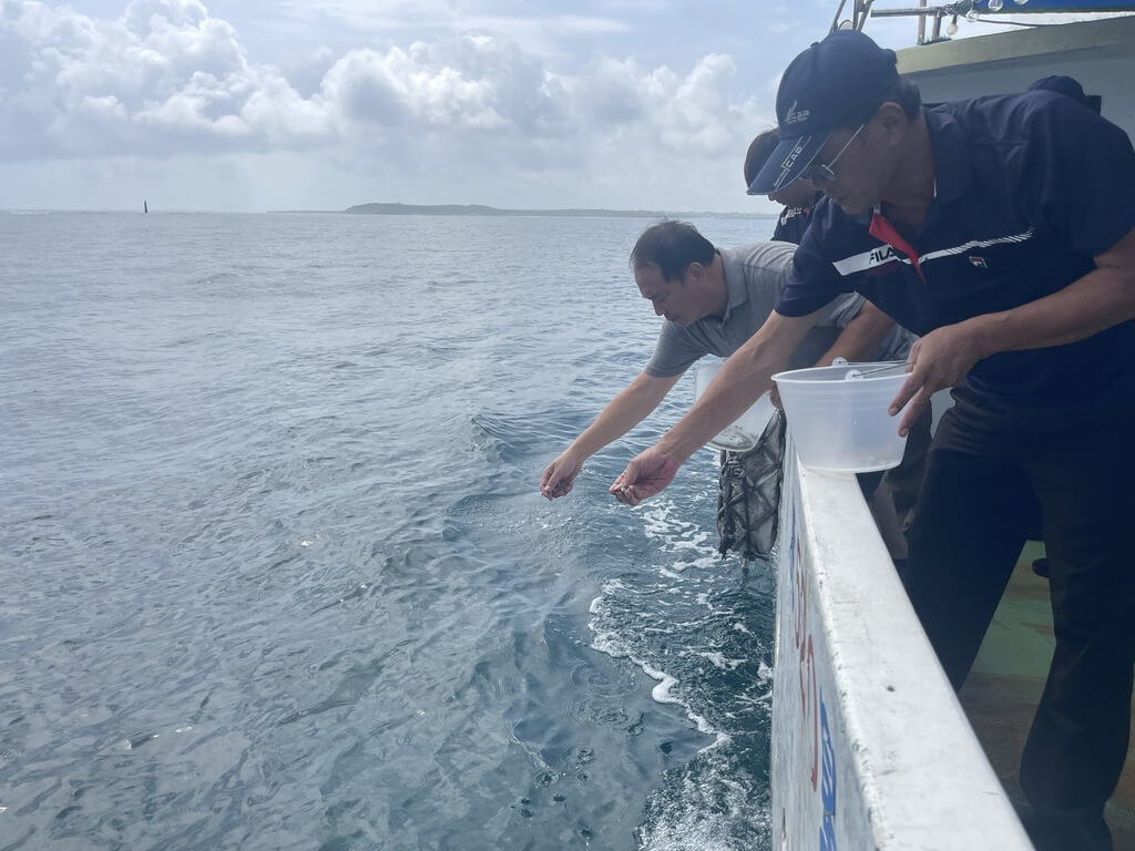 澎湖區漁會27日在澎湖北海及東海等多處珊瑚礁地形海域，放流14萬顆鐘螺幼螺，期透過幼螺放流及種螺自然繁殖，逐步增加澎湖沿岸鐘螺族群數量，為海洋漁業資源注入新生力量。（澎湖區漁會提供）中央社  115年8月27日