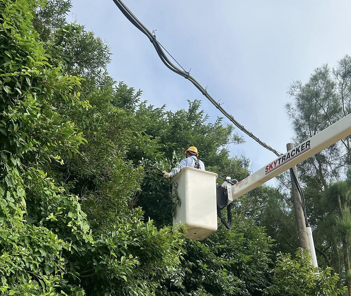 台電馬祖區處在颱風來臨前，完成預防性樹木修剪，嚴防強風豪雨可能造成的災害。 圖：台電提供