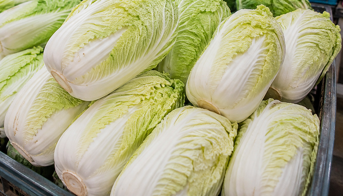 中國「甲醛白菜」引發產地疑慮，農業部表示，進口白菜雖有邊境把關，但產地鑑別技術仍待建立。 圖：ChatGPT AI生成 / 曾郡秋 製