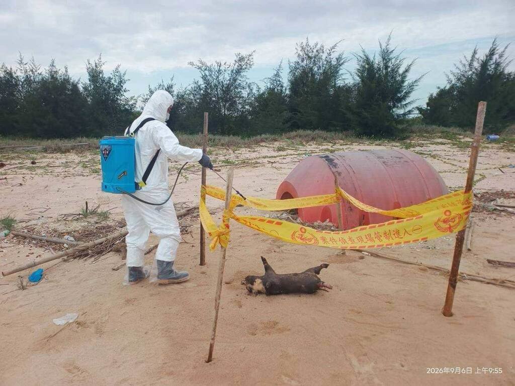 金門金寧鄉烏沙角岸際發現海漂死亡豬隻驗出非洲豬瘟。 圖：金門縣政府提供