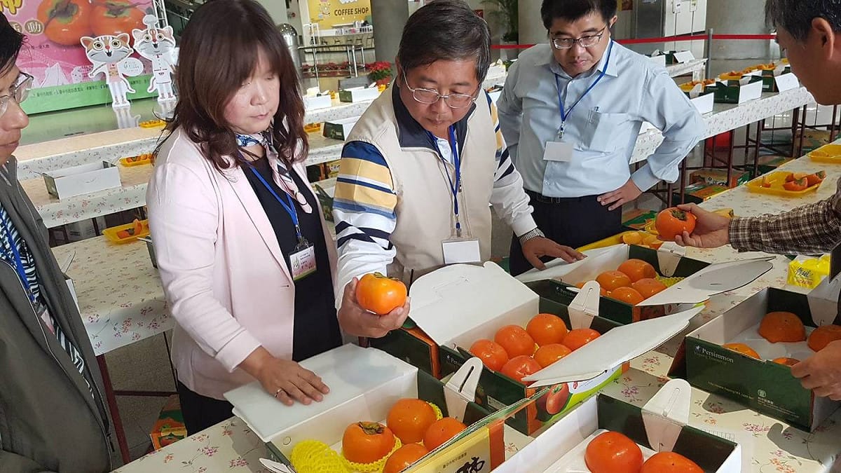 台中的柿子得經過外觀、風味肉質及糖度等項目審查後，遴選出最優質的冠軍甜柿。 圖：台中市農業局提供
