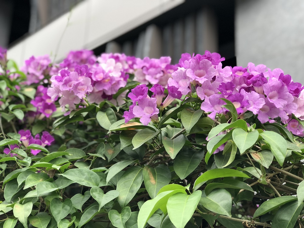 蒜香藤現正展現唯美的紫色浪漫。 圖：台北市工務局提供