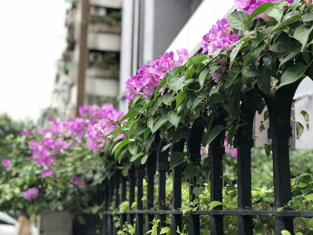 秋冬時分，正是蒜香藤開花最多的季節。 圖：台北市工務局提供