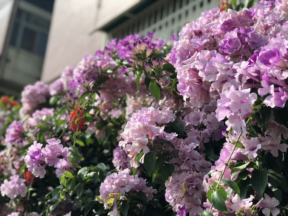 蒜香藤一串串地高掛在花架或鐵網上，有如瀑布傾瀉而下。 圖：台北市工務局提供