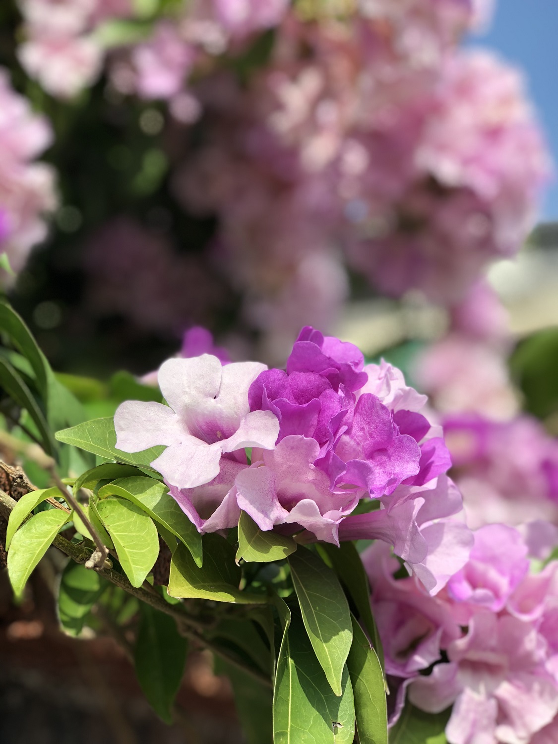 蒜香藤原產南美洲，性喜高溫。 圖：台北市工務局提供