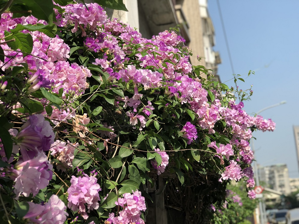 蒜香藤植株本身具有蒜香味道，是一種很不錯的夏季驅蚊居家聖品。 圖：台北市工務局提供
