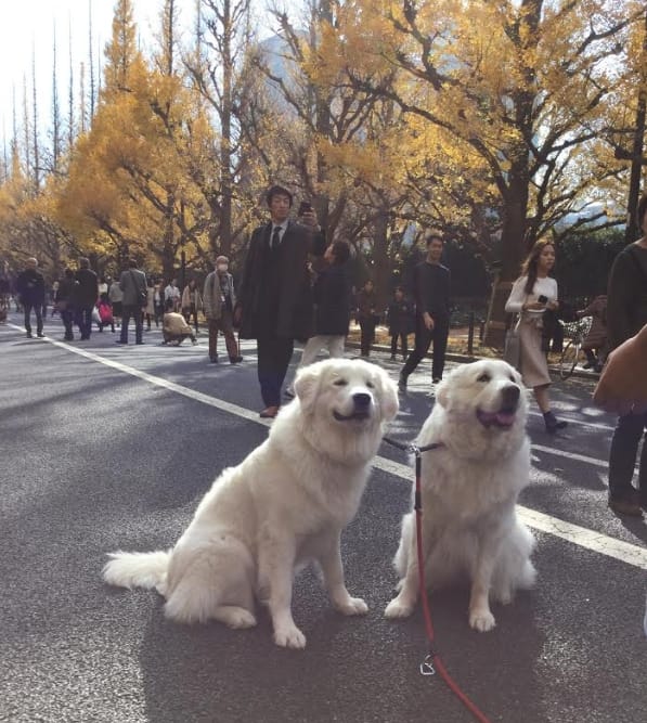 來跟銀杏大道搶鏡頭的大白狗，主人表示牠們並無血緣關係。 圖：劉黎兒/攝