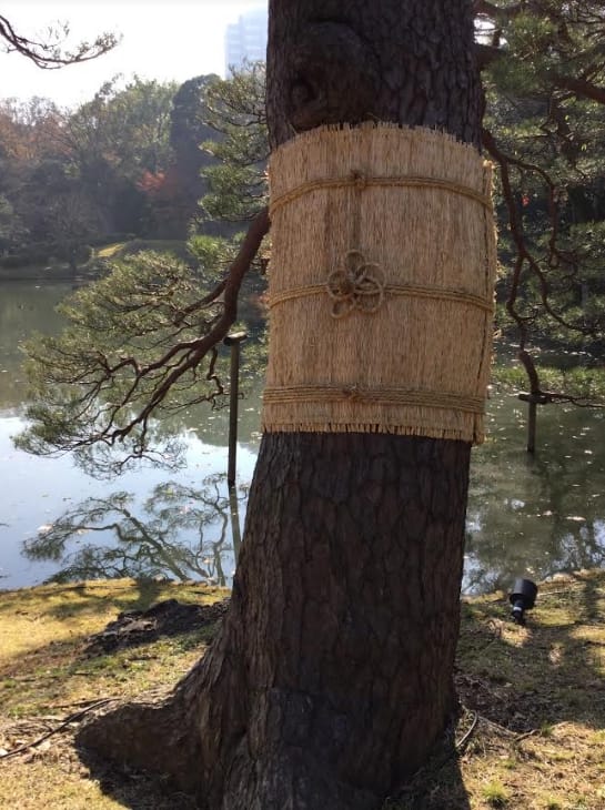 六義園的菰卷來讓蟲過冬。 圖：劉黎兒/攝