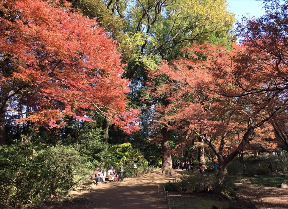六義園的水香江附近的紅葉。 圖：劉黎兒/攝