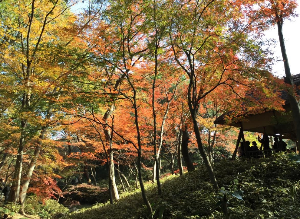 六義園的小木亭與紅葉。 圖：劉黎兒/攝