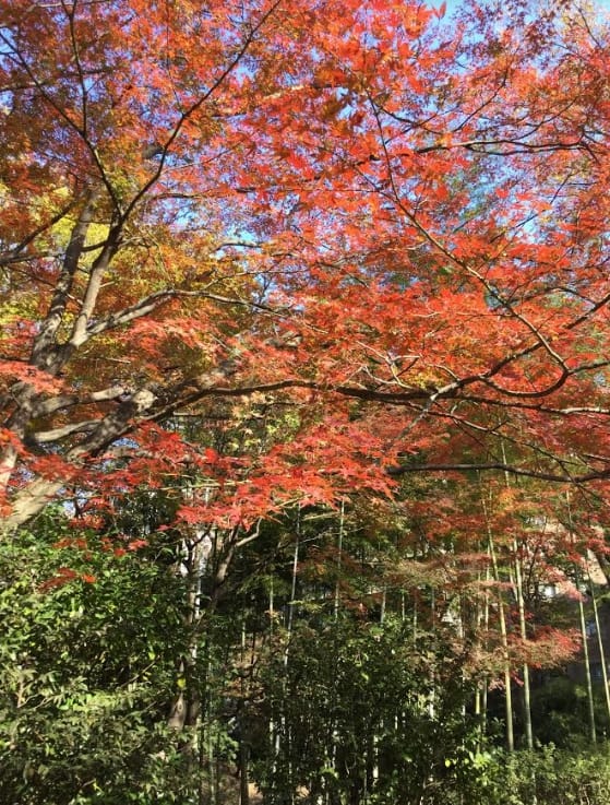 六義園的紅葉與竹林對襯。 圖：劉黎兒/攝