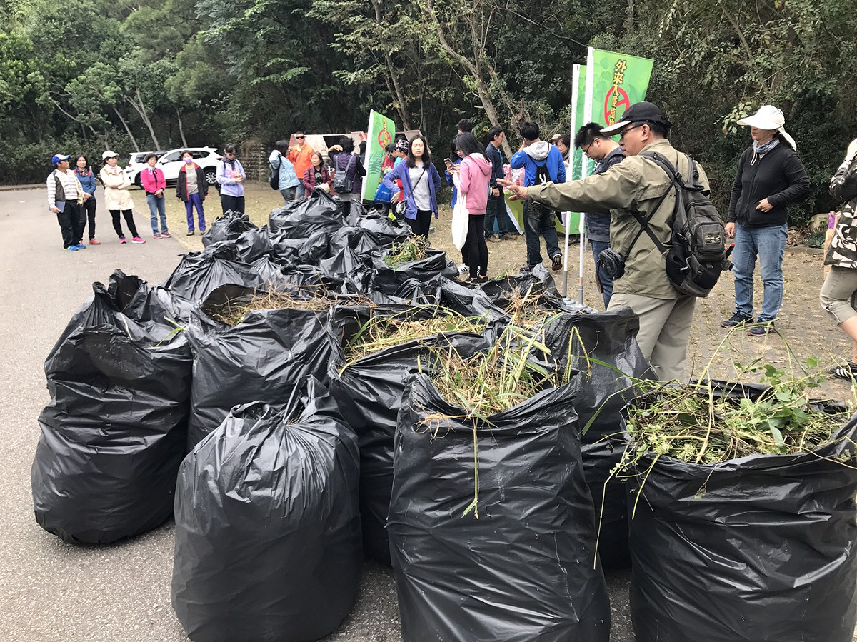 農業局今(3)日集結志工約150人剷除，共計清除約800公斤小花蔓澤蘭。 圖：台中市農業局提供