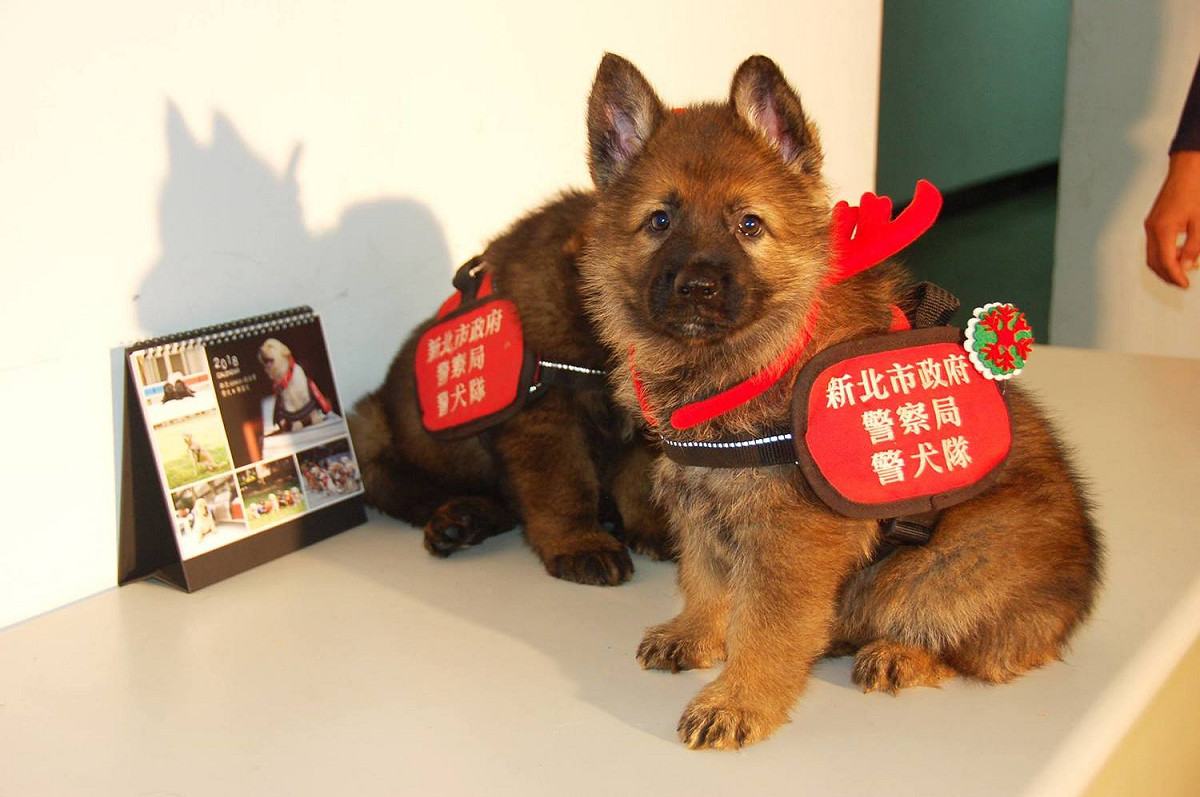 超萌的小小警犬帶領大家一起做愛心！ 圖：翻攝自新北市政府警察局 警犬隊 NTPD K-9 Unit FB