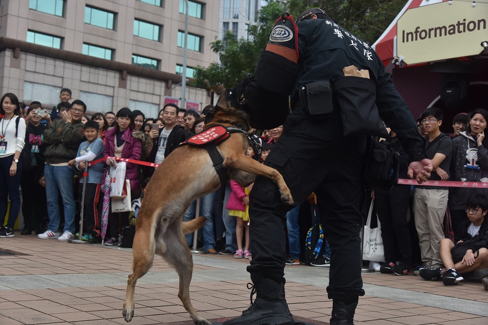 警犬現場示範如何抓住犯人，搏鬥的英姿讓不少大朋友小朋友看傻了眼。 圖：新北市政府提供