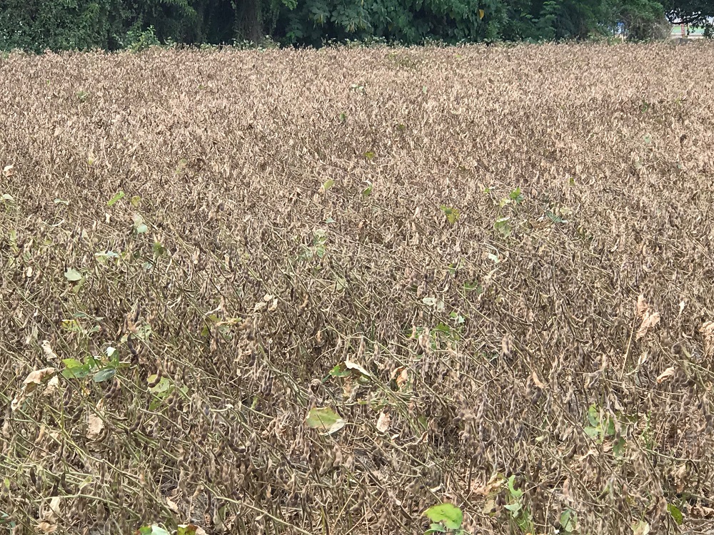 新港黑豆自然落葉。 圖：農糧署南區分署/提供