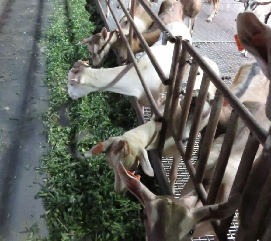 彰化男子在住宅區飼養95隻羊，叫聲嚴重擾民，卻只能依社維法開罰1千元。 圖：翻攝自中華民國動物保護協會（示意圖）
