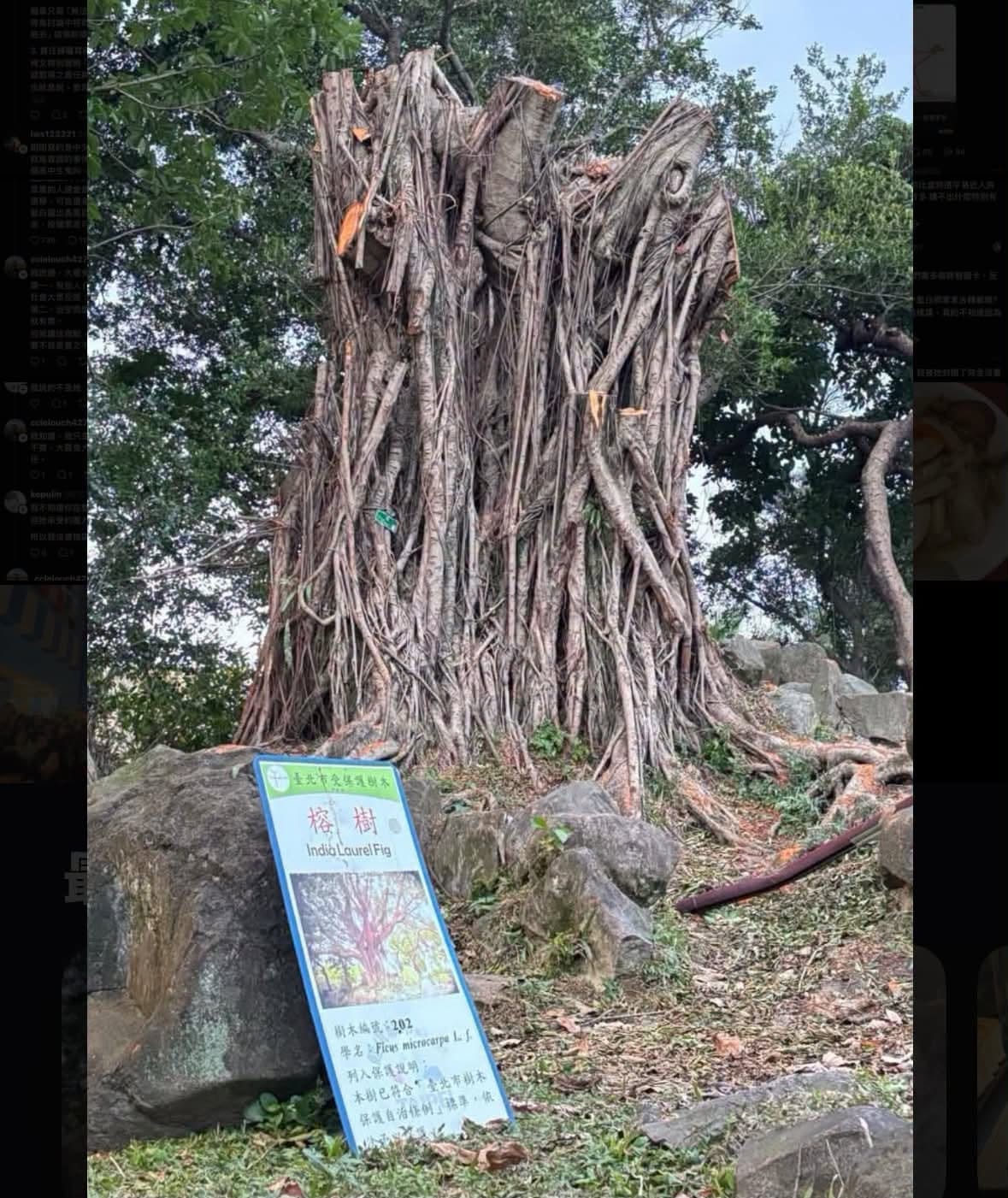 徐小花貼出老榕樹遭大幅砍除照片，稱該樹仍在保護中，質疑北市府持續砍樹卻未完整說明。 圖：翻攝自徐小花 Hana Hsu　臉書專頁