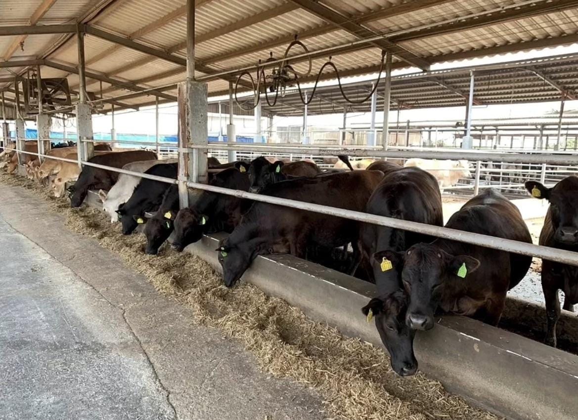 安格斯黃牛的平均飼養期僅需21至23個月，比傳統乳公牛縮短了一至兩個月，得以大幅降低飼養成本。 圖：畜試所／提供