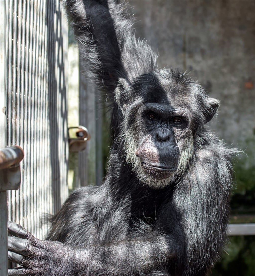 台北市立動物園17日下午表示，非洲動物區發現44歲雄性黑猩猩「小強」（圖）、11歲「娃智」脫離活動場，園方於下午5點28分麻醉「小強」帶回獸醫室，「娃智」則於下午5點40分被麻醉帶回。 圖：取自動物園網頁zoo.gov.taipei