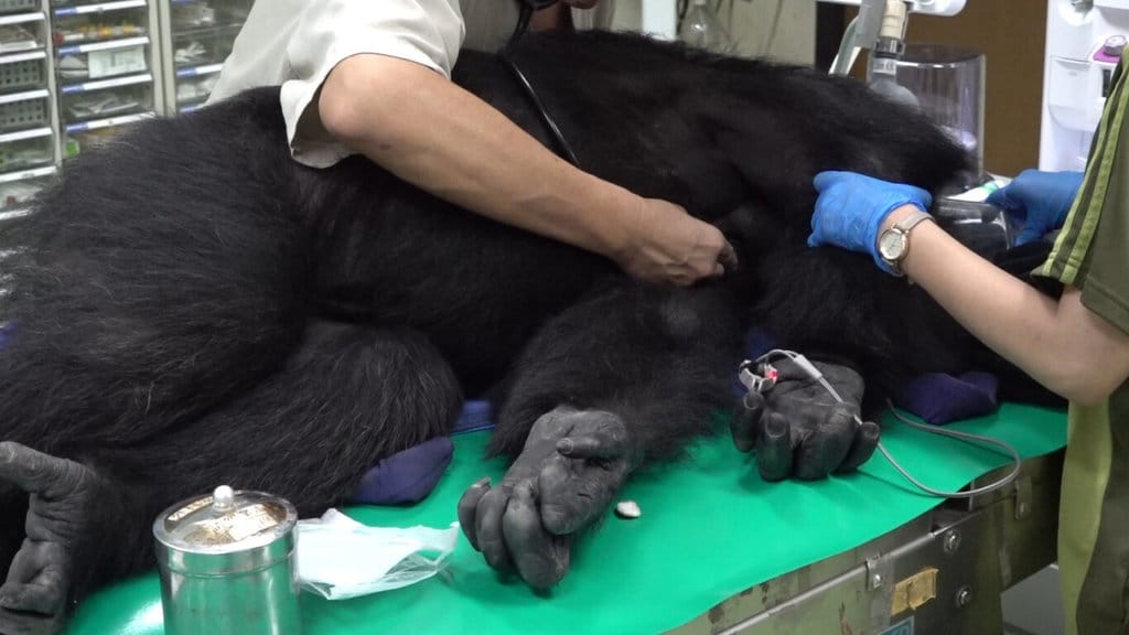 台北市立動物園黑猩猩父子檔44歲「小強」、11歲「娃智」17日脫逃，園方麻醉帶回後送往動物醫療中心檢查，圖為黑猩猩「小強」進行理學檢查。（台北市立動物園提供）中央社記者葉蓁芸傳真　115年9月18日