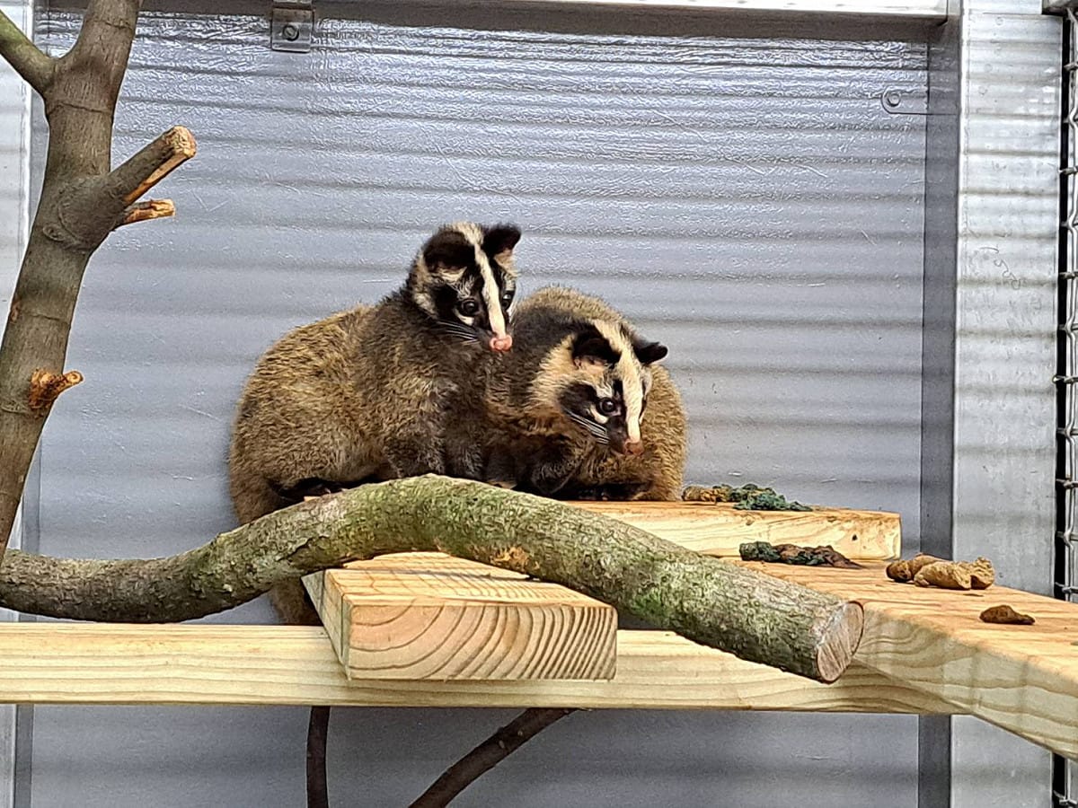 白鼻心斷奶後，轉送至三芝動物之家野生動物救傷中心，進行野化訓練。 圖：新北市政府動物保護防疫處／提供