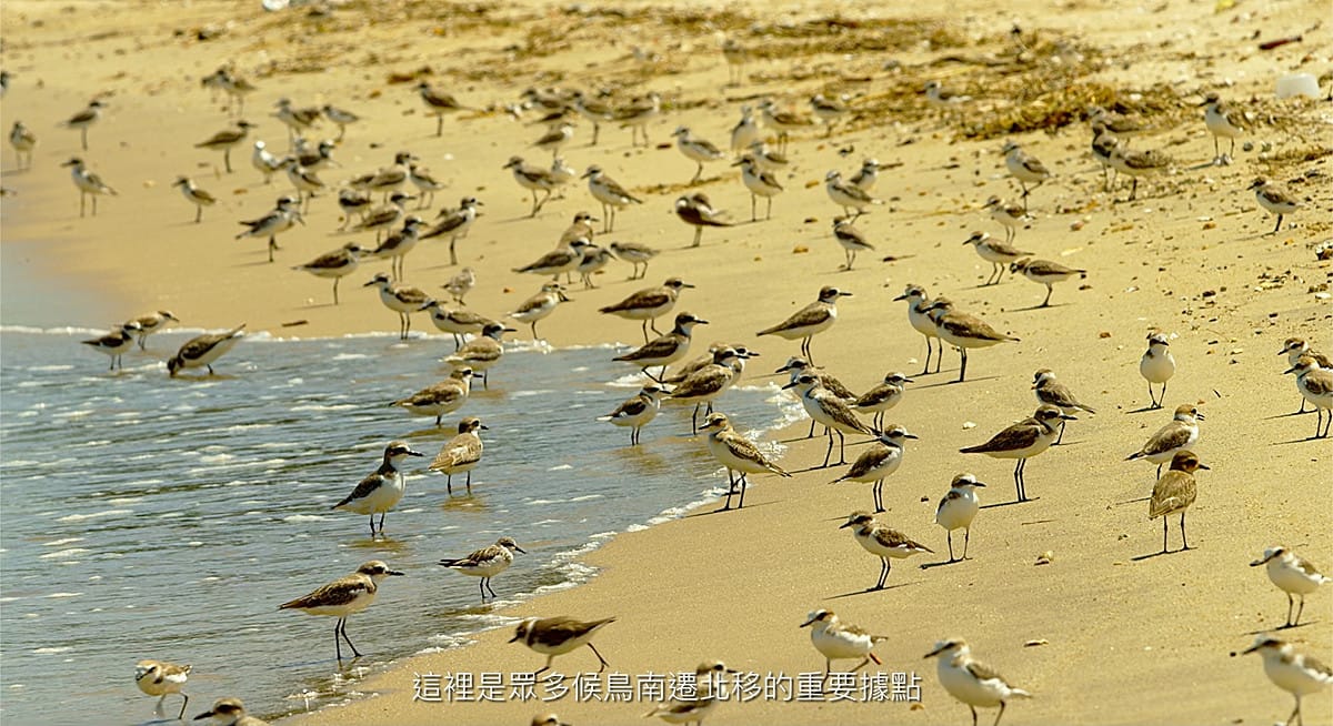 台灣濕地的保育成果。 圖：國家公園署提供
